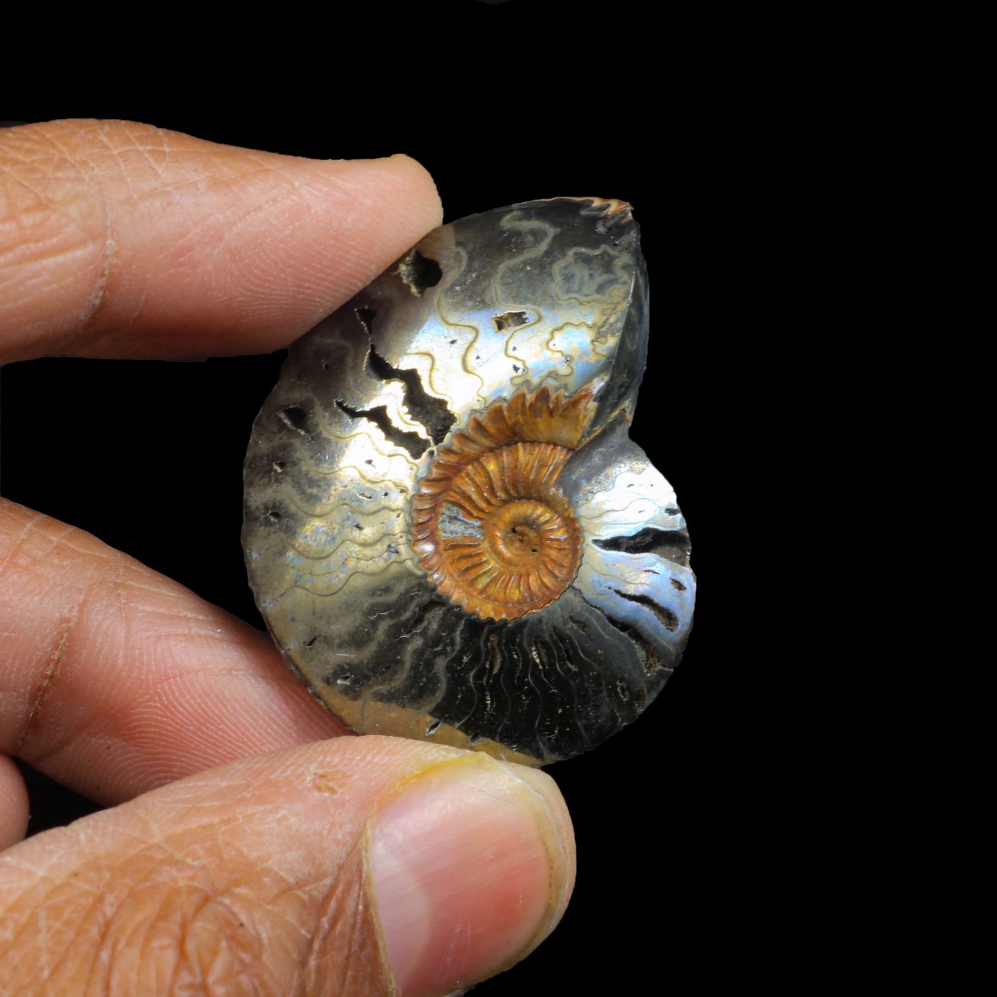 Pyritized Ammonite Natural Mineral Specimen # G 0220