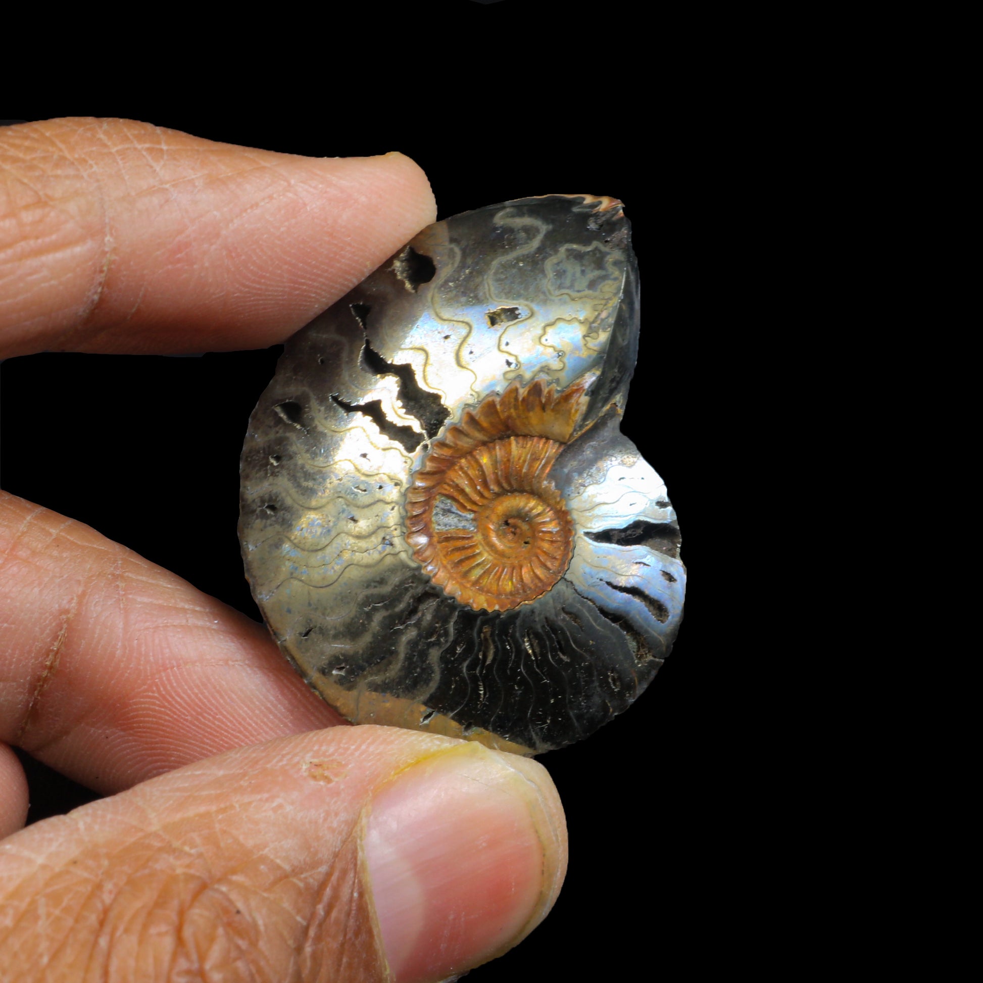 Pyritized Ammonite   Natural Mineral Specimen  # G 0220