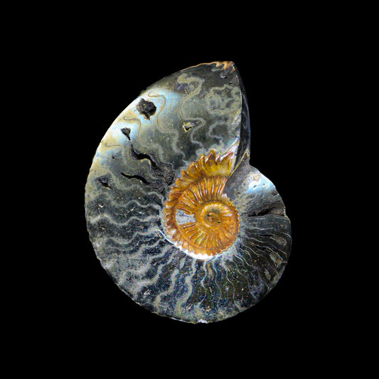 Pyritized Ammonite   Natural Mineral Specimen  # G 0220