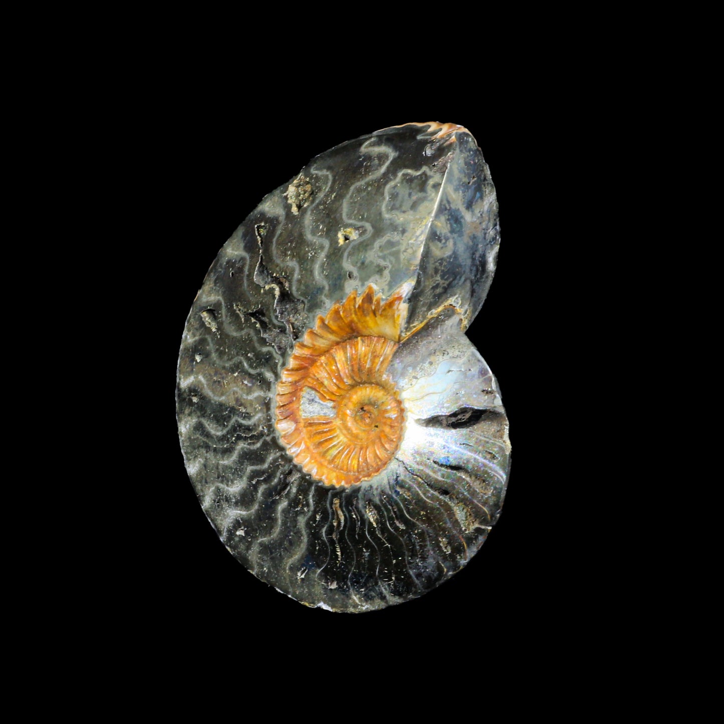 Pyritized Ammonite Natural Mineral Specimen # G 0220