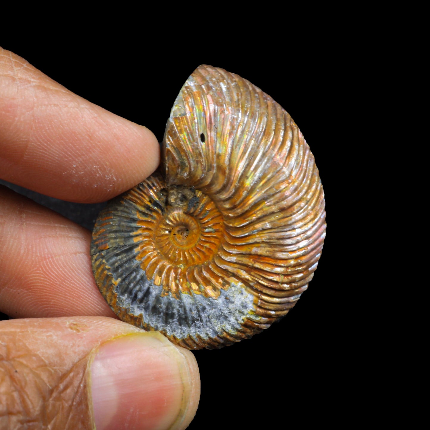 Pyritized Ammonite Natural Mineral Specimen # G 0220