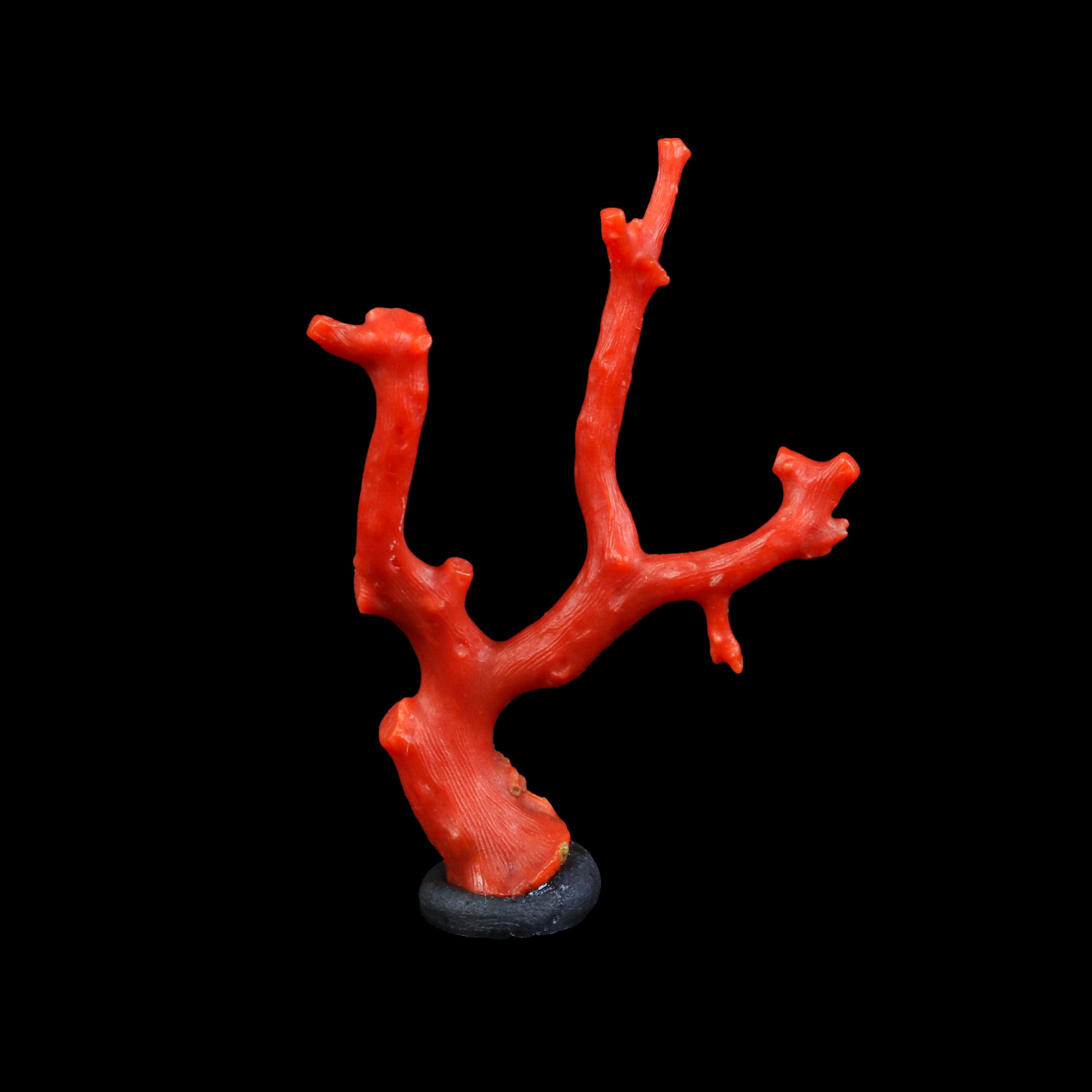 Red Coral Natural Mineral Specimen  # G 0224
