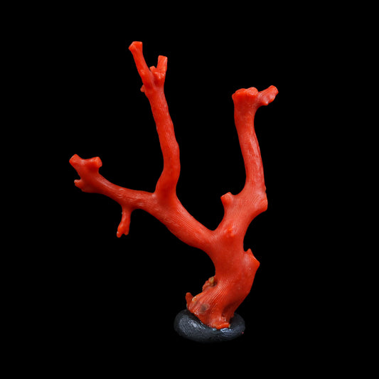 Red Coral Natural Mineral Specimen  # G 0224