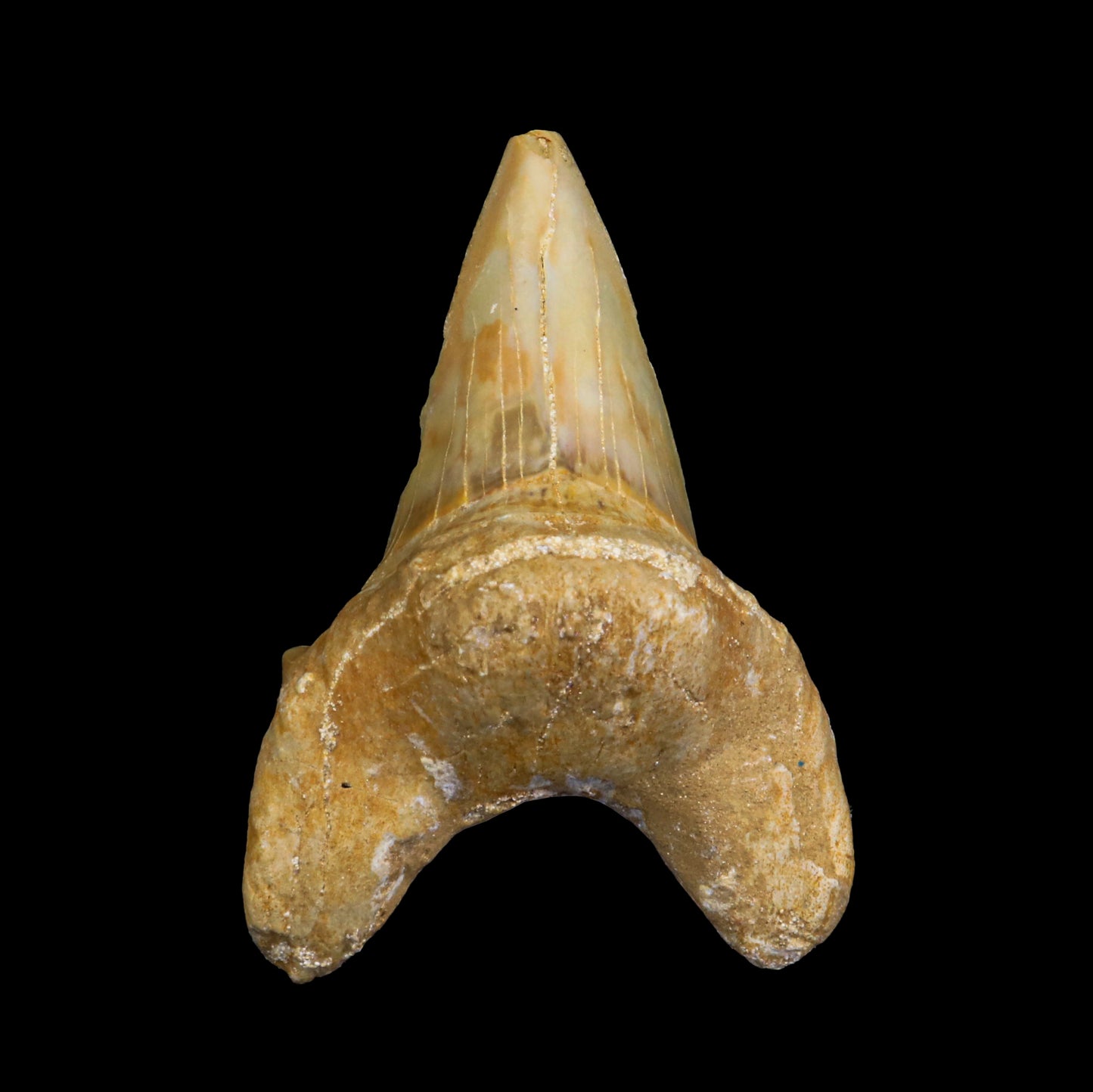 Fossilized Shark Tooth Natural Mineral Specimen # G 0226