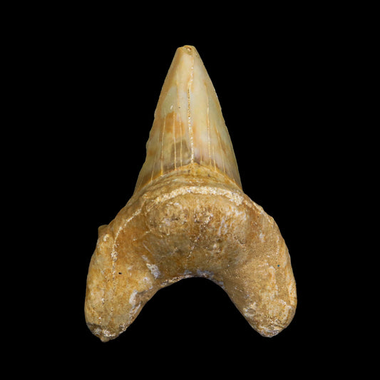 Fossilized Shark Tooth Natural Mineral Specimen  # G 0226