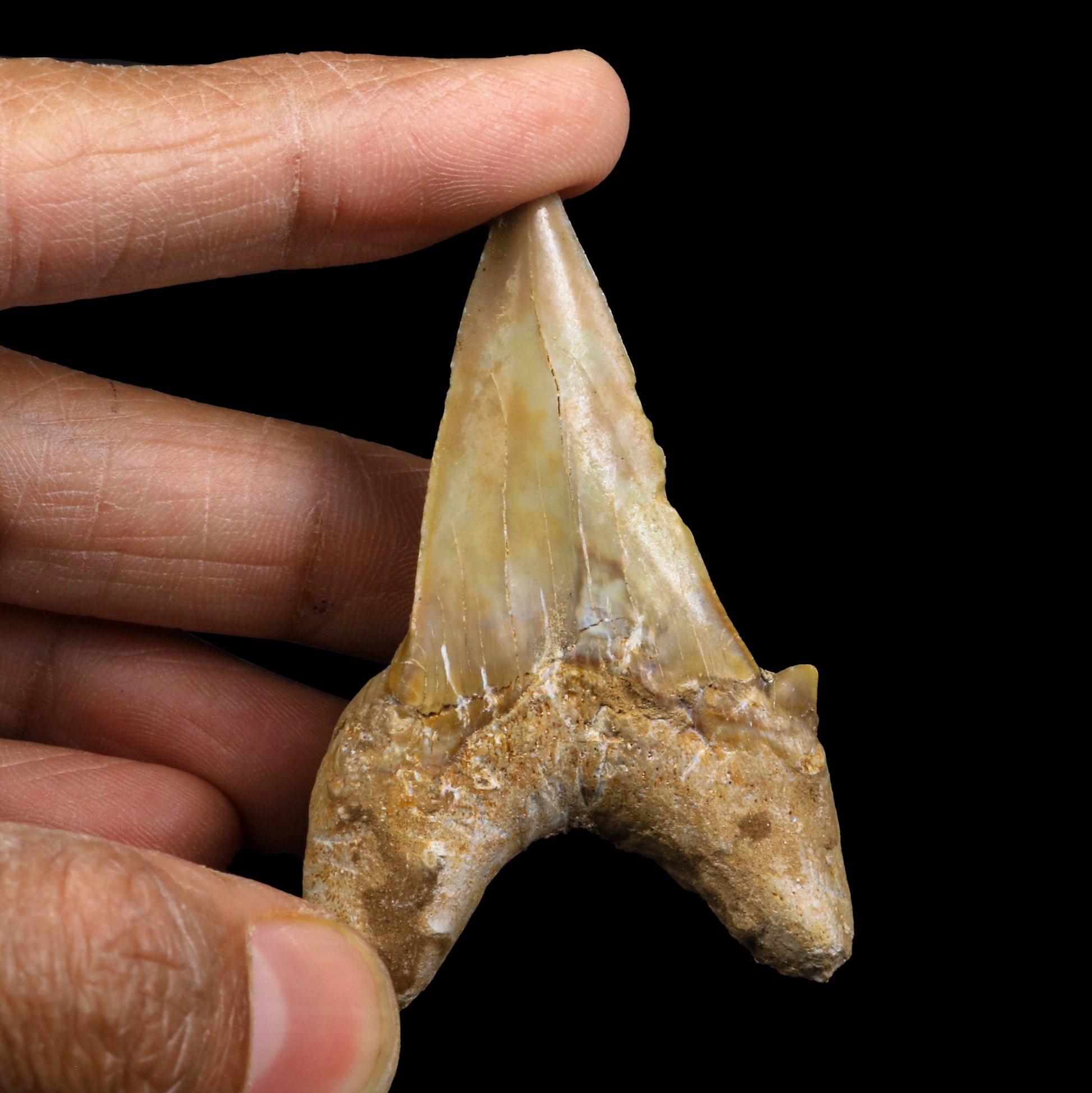 Fossilized Shark Tooth Natural Mineral Specimen  # G 0226