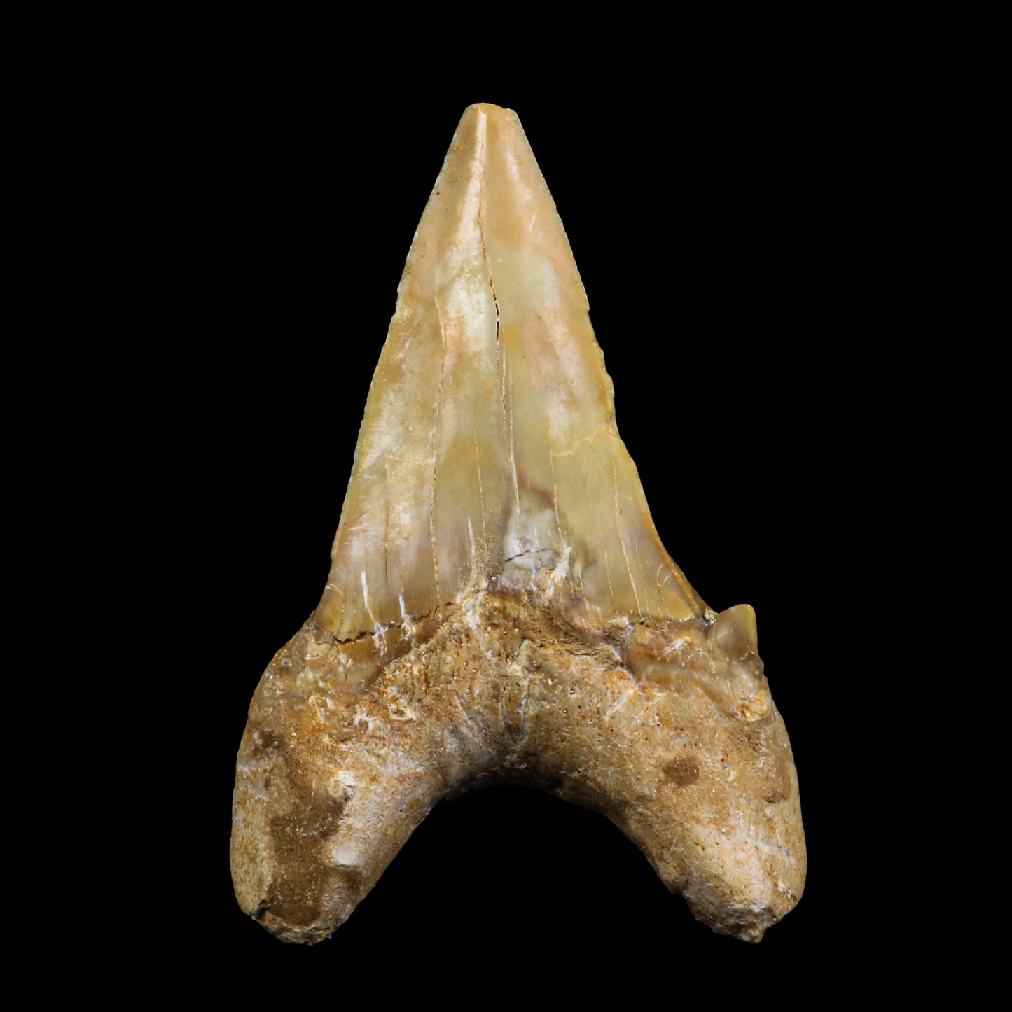 Fossilized Shark Tooth Natural Mineral Specimen # G 0226