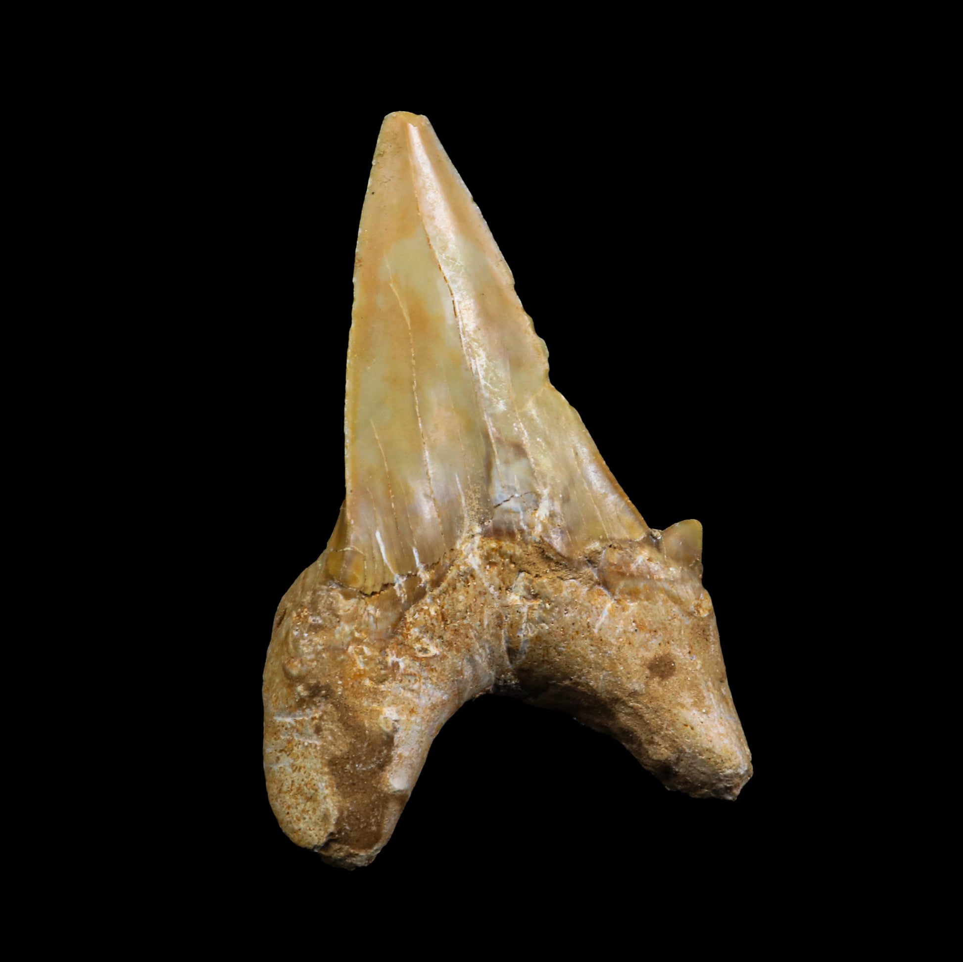 Fossilized Shark Tooth Natural Mineral Specimen  # G 0226
