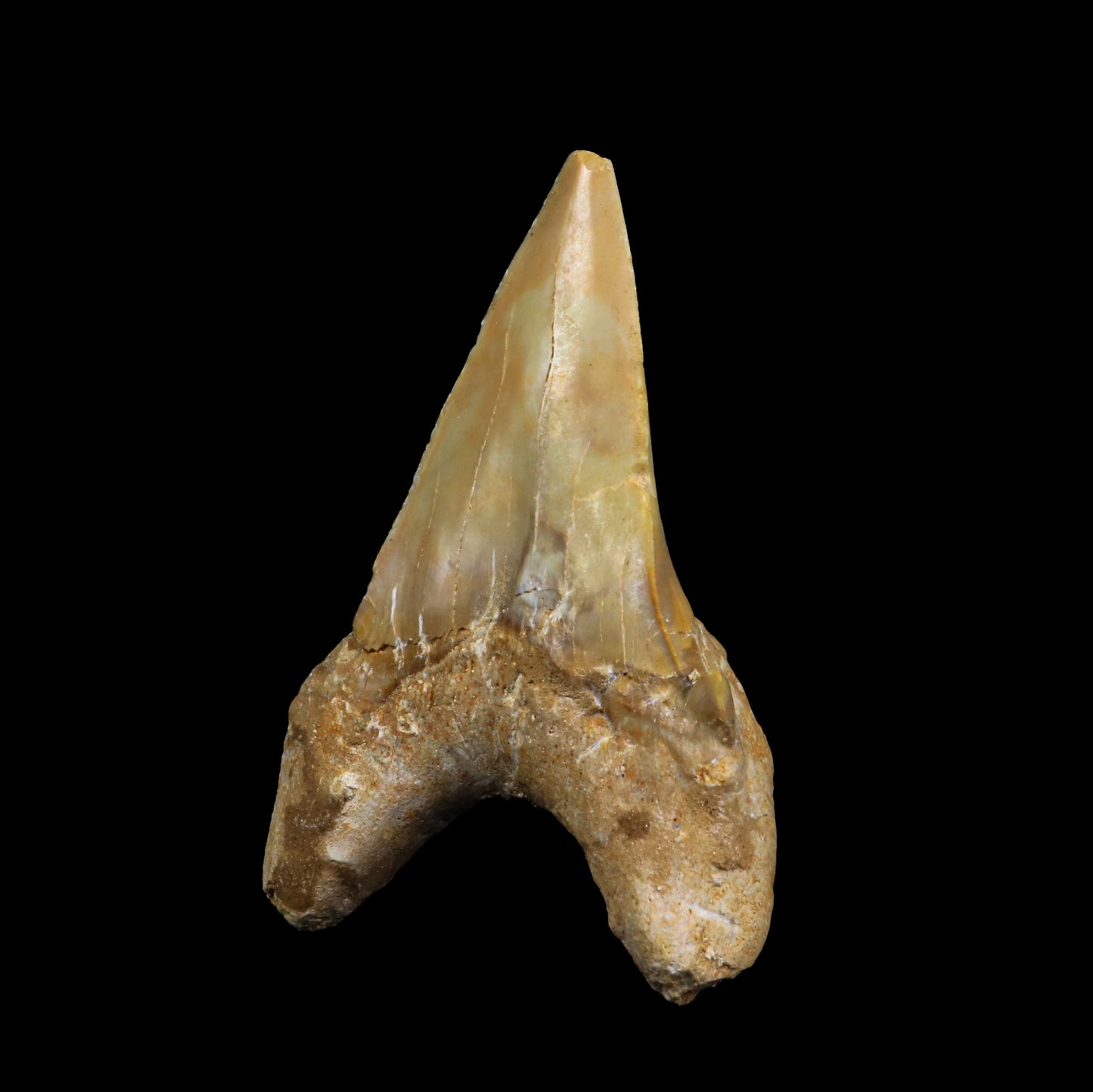 Fossilized Shark Tooth Natural Mineral Specimen # G 0226