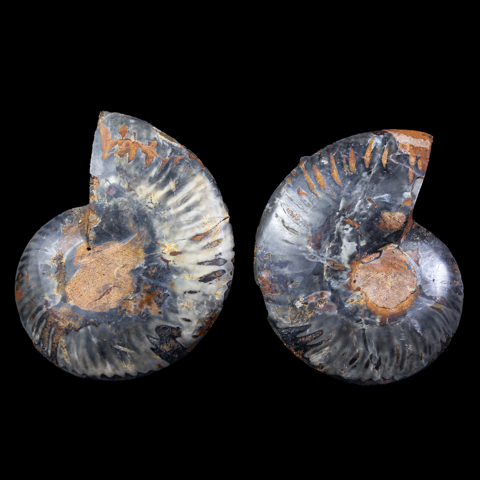 Fossilized Ammonite shell pair Natural Mineral Specimen  # G 0235