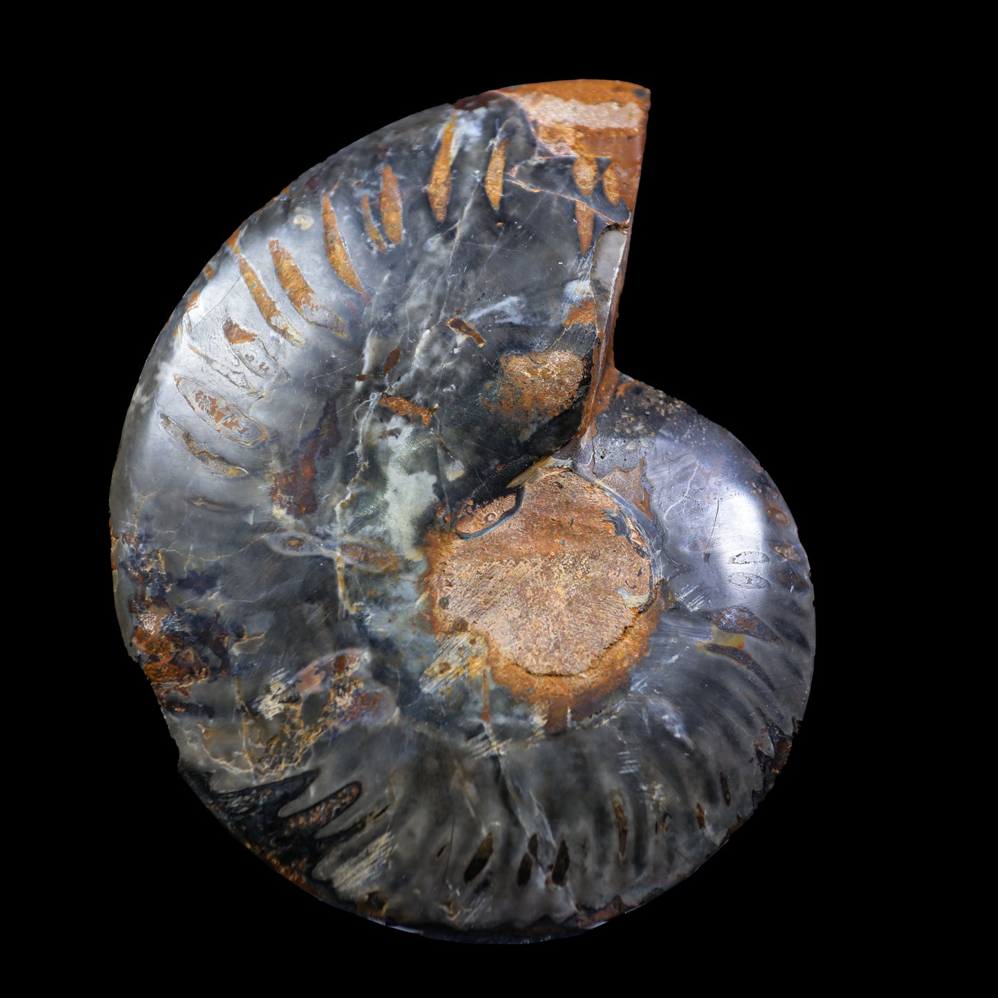 Fossilized Ammonite shell pair Natural Mineral Specimen # G 0235