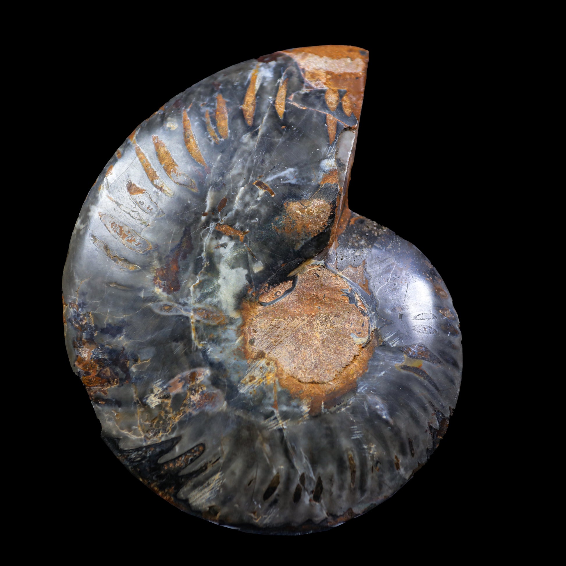 Fossilized Ammonite shell pair Natural Mineral Specimen  # G 0235