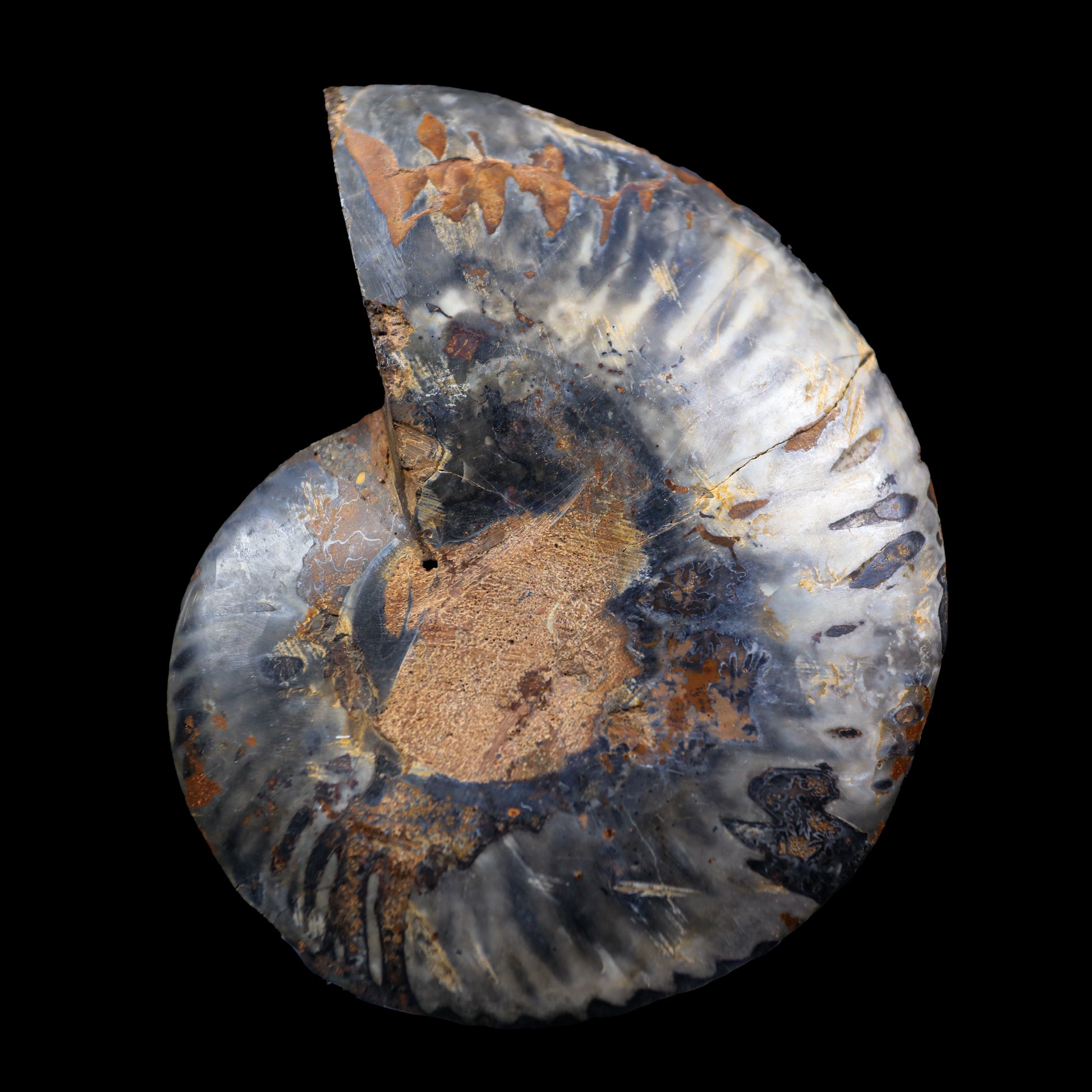 Fossilized Ammonite shell pair Natural Mineral Specimen  # G 0235