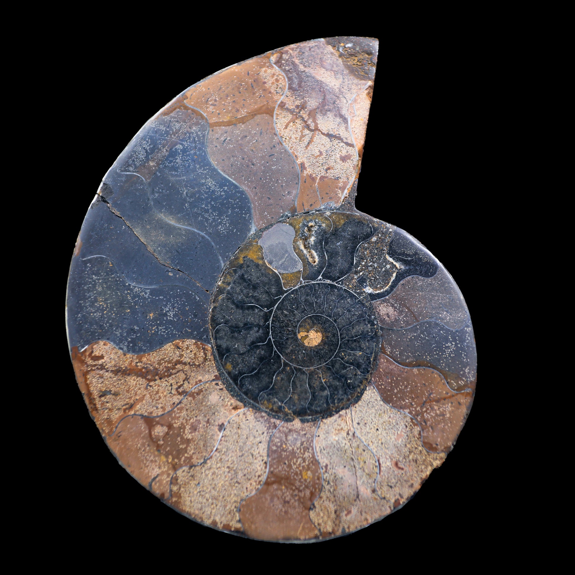Fossilized Ammonite shell pair Natural Mineral Specimen  # G 0235
