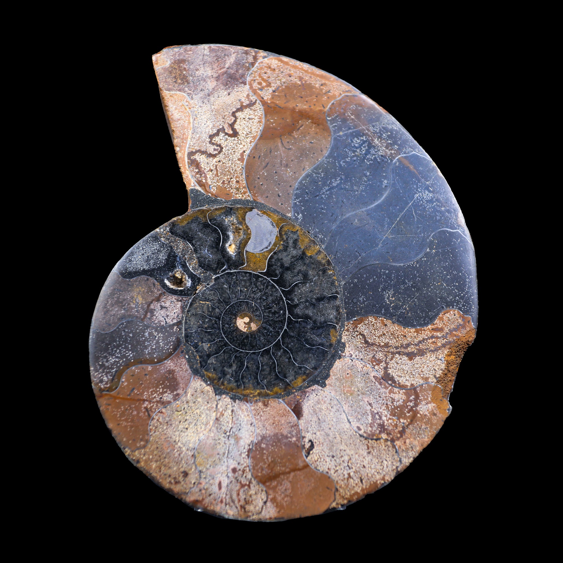 Fossilized Ammonite shell pair Natural Mineral Specimen  # G 0235