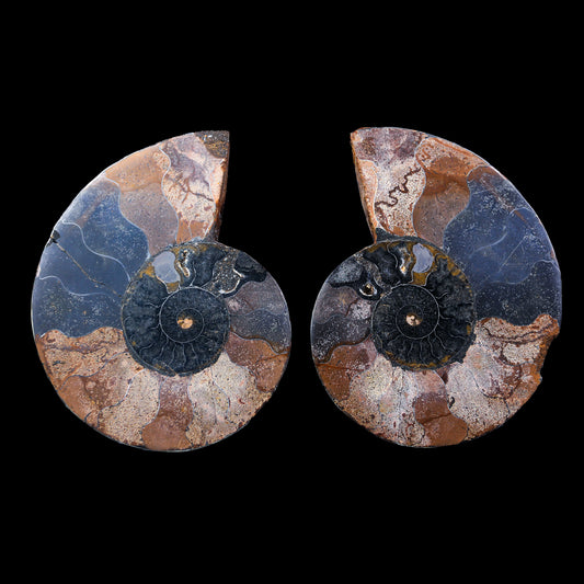 Fossilized Ammonite shell pair Natural Mineral Specimen  # G 0235