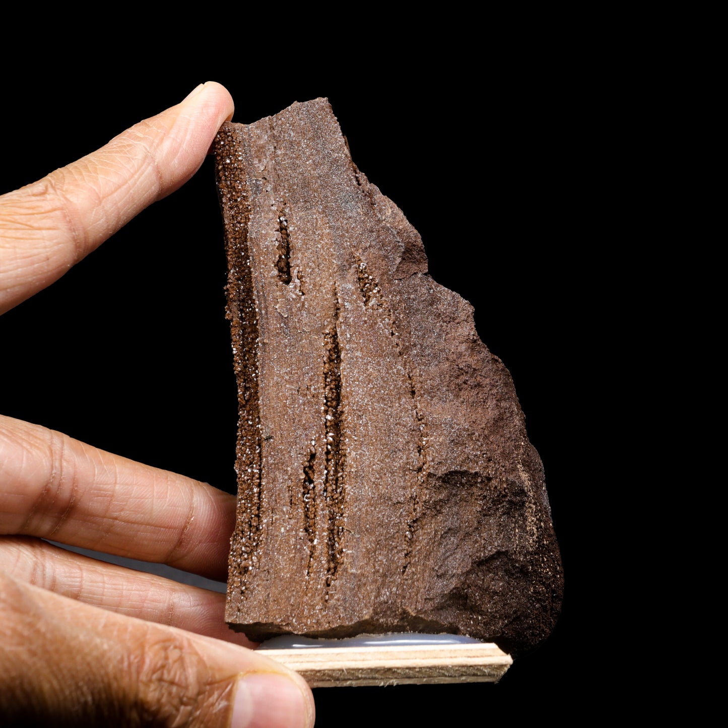 Rare Premineralised Petrified Wood Natural Mineral Specimen G #0306