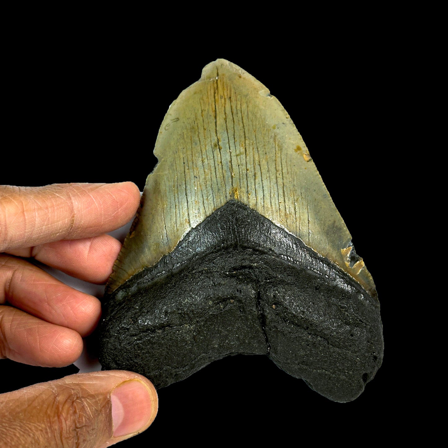 Rare Megalodon Tooth Fossil – BIg Size Natural Specimen G #0330