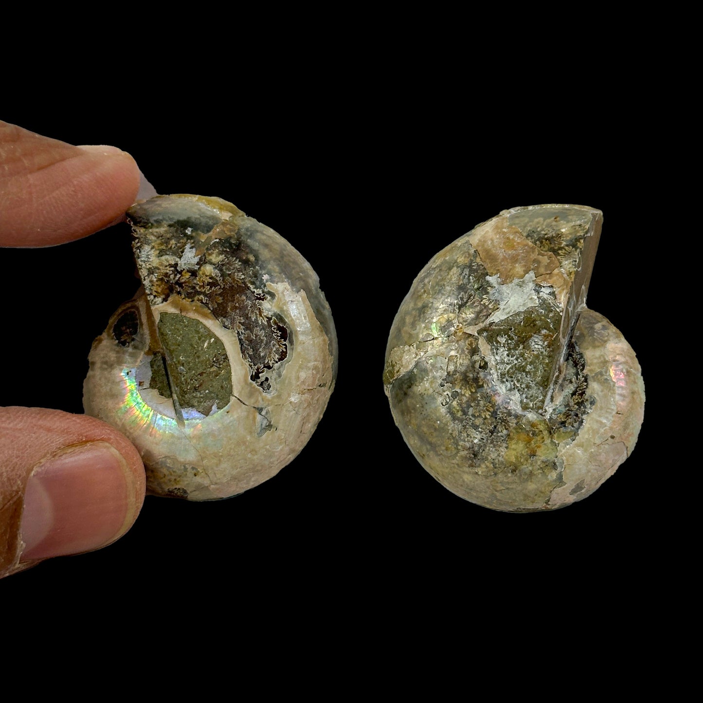 Fossilized Ammonite Shell Pair with Natural Mineral Specimen # G 0333