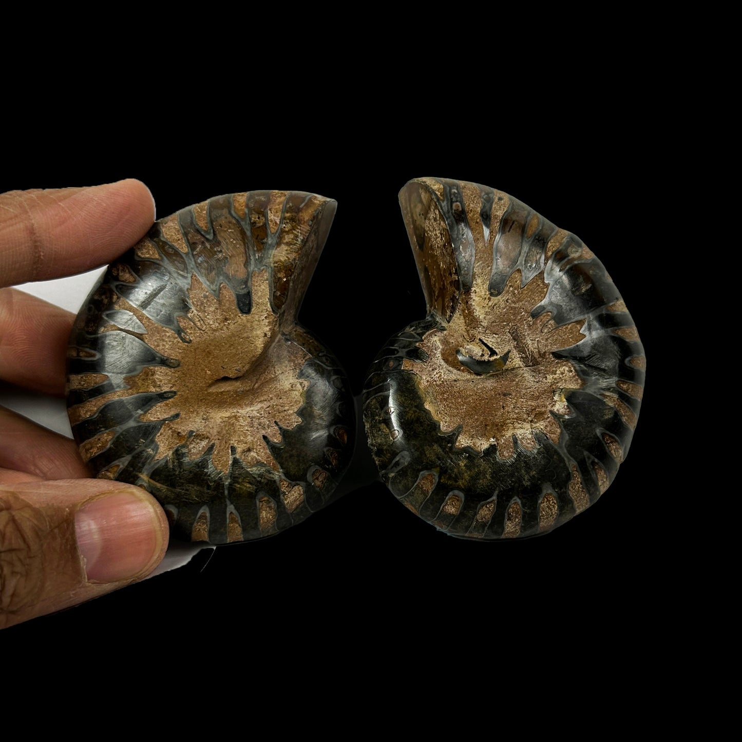Fossilized Ammonite Shell Pair with Natural Mineral Specimen # G 0335