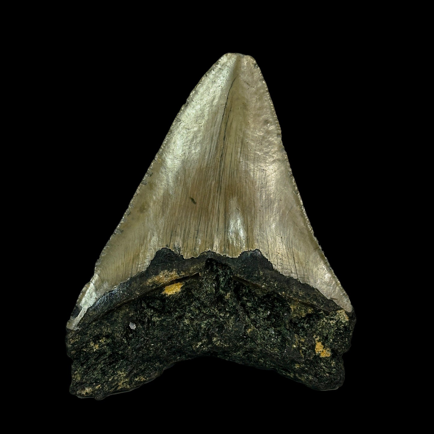 Rare Megalodon Tooth Fossil – Big Size Natural Specimen G #0336