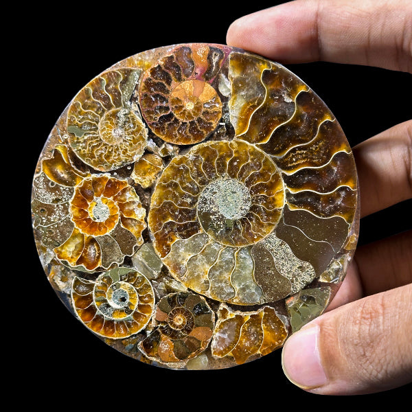 Ammonite Cluster Plate (Polished) Mineral Specimen G #0583