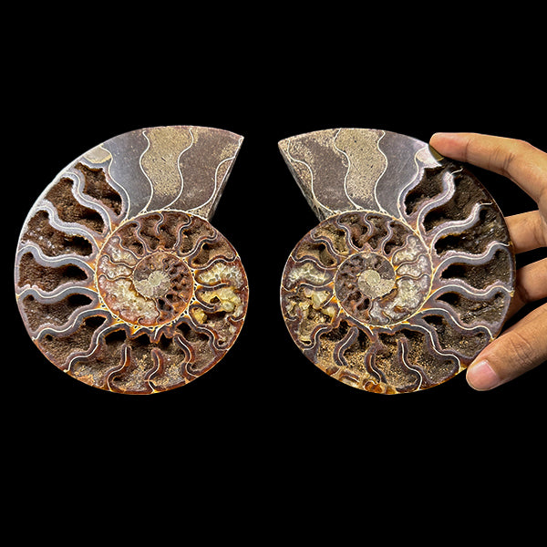 Ammonite Pair (UV Reactive) Natural Mineral Specimen. G #0591