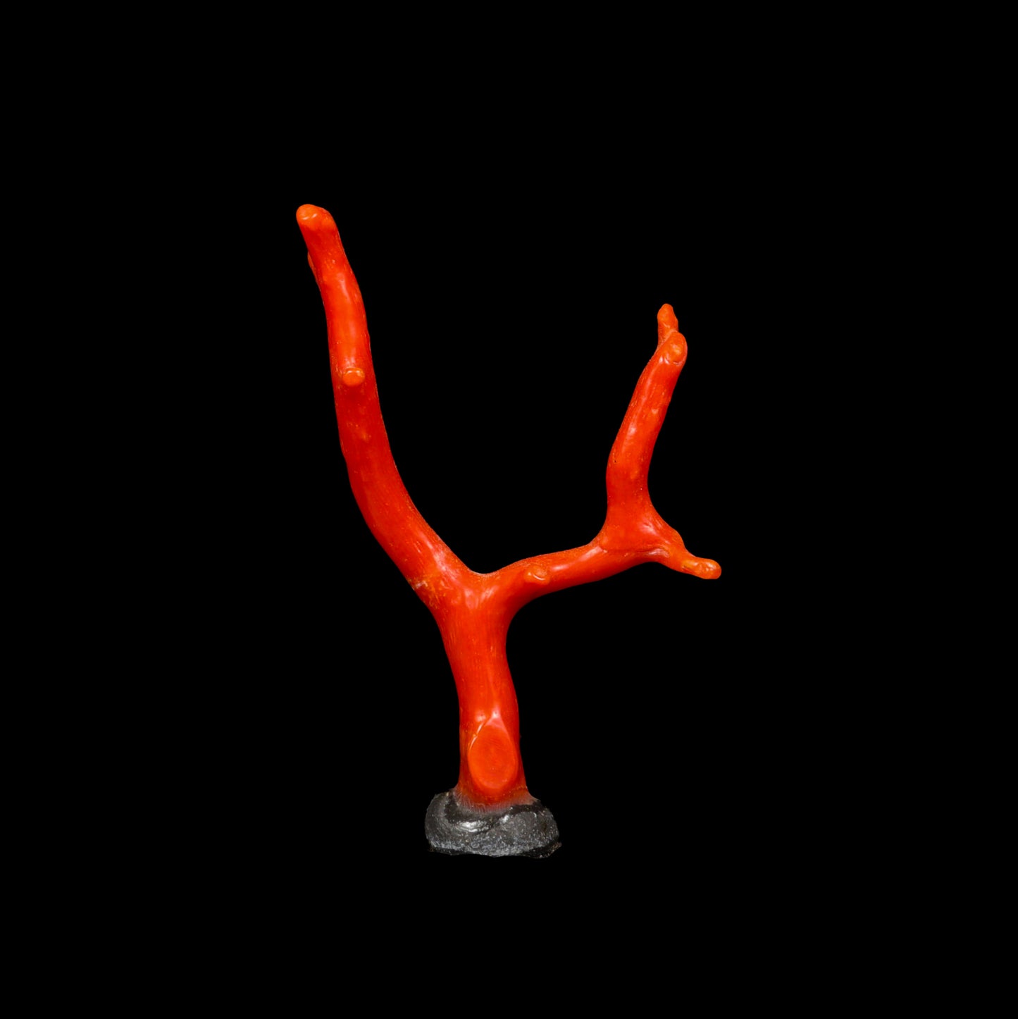 Red Coral Natural Specimen G #0288