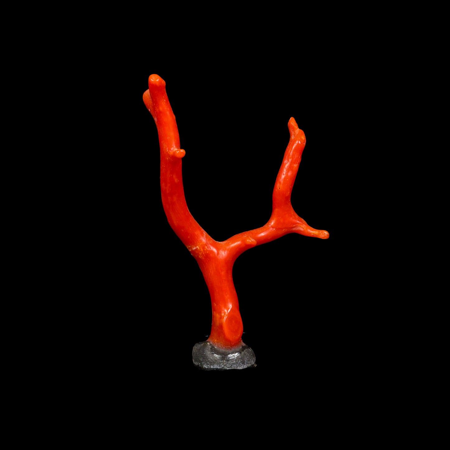 Red Coral Natural Specimen G #0288