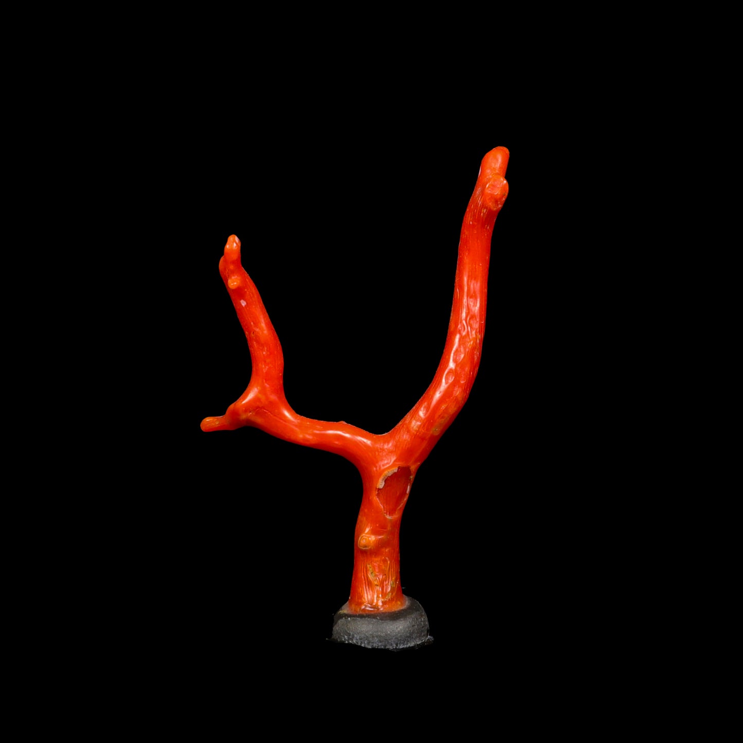 Red Coral Natural Specimen G #0288