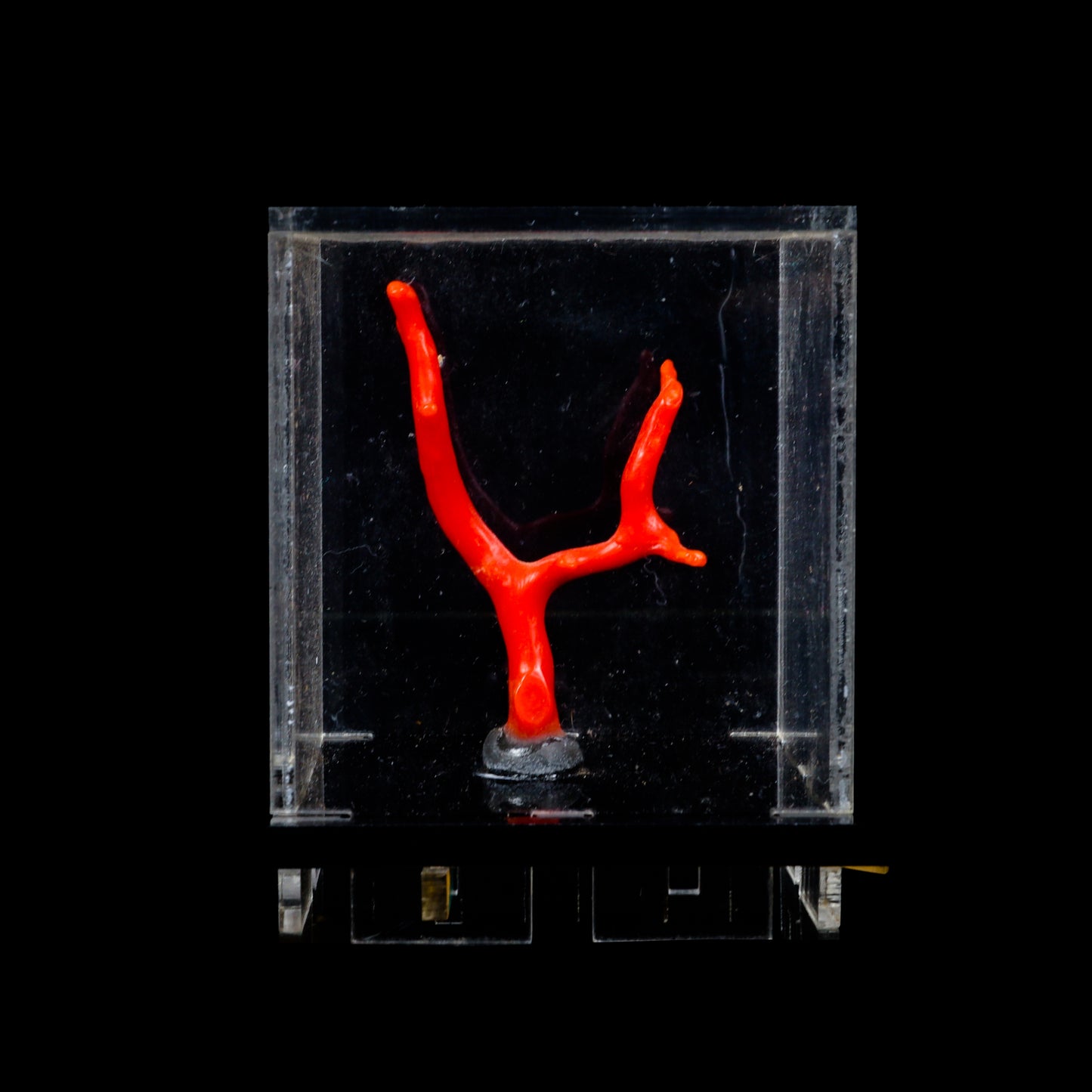 Red Coral Natural Specimen G #0288