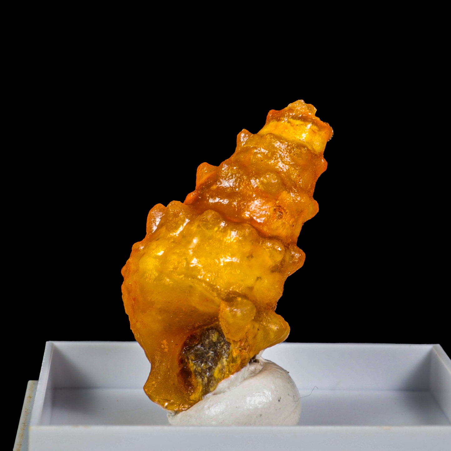 Fossillised Shell Natural Mineral Specimen  G #0289