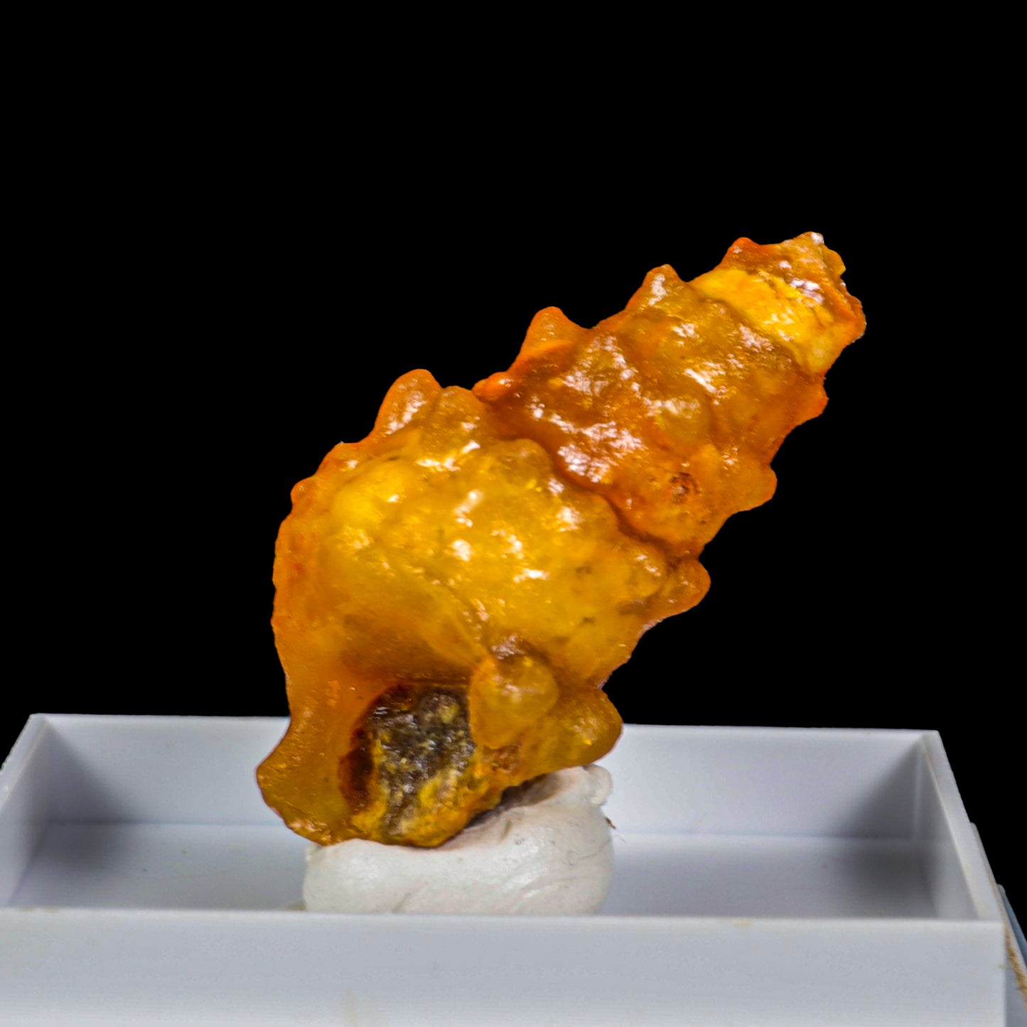 Fossillised Shell Natural Mineral Specimen  G #0289