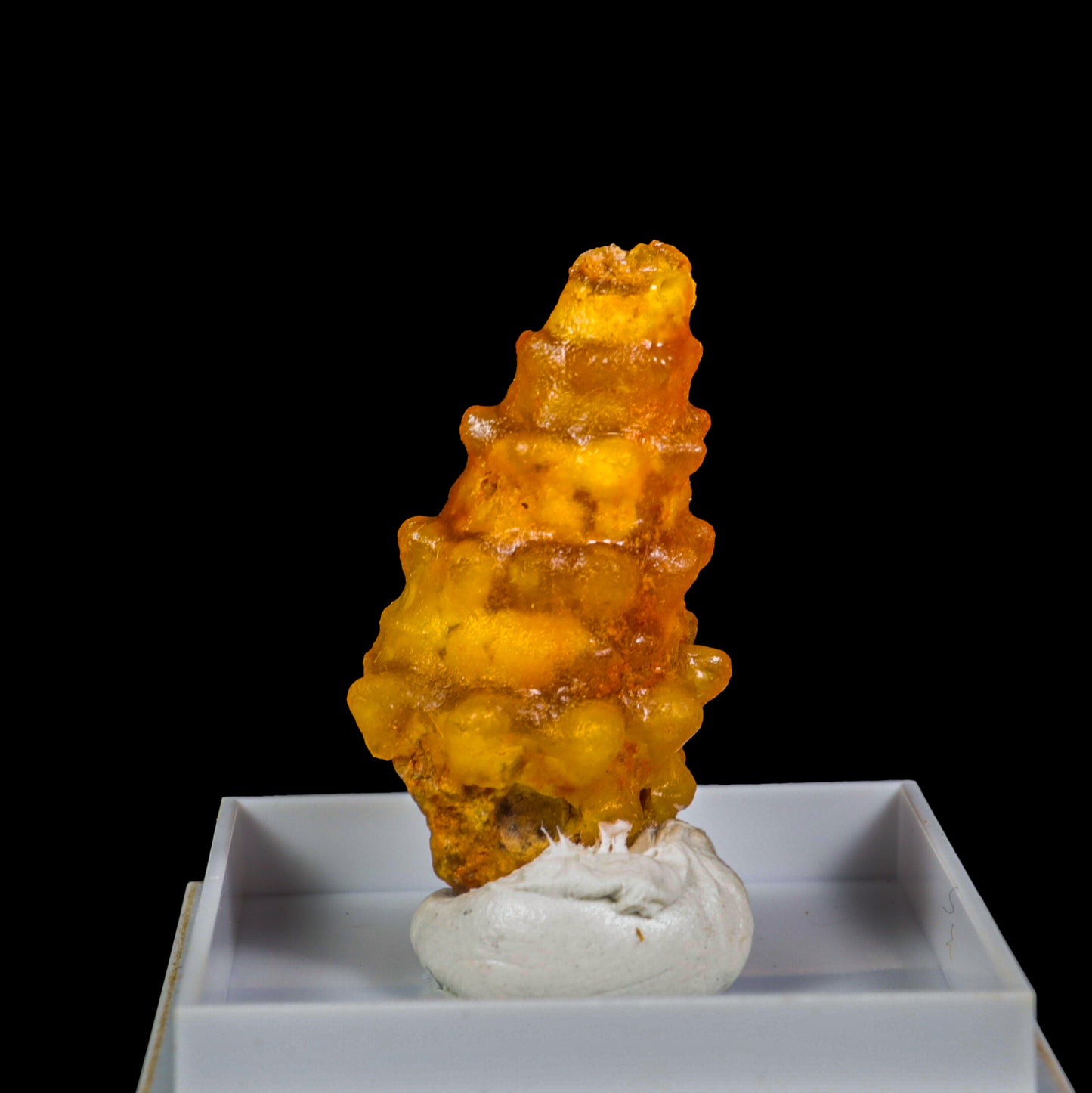 Fossillised Shell Natural Mineral Specimen  G #0289