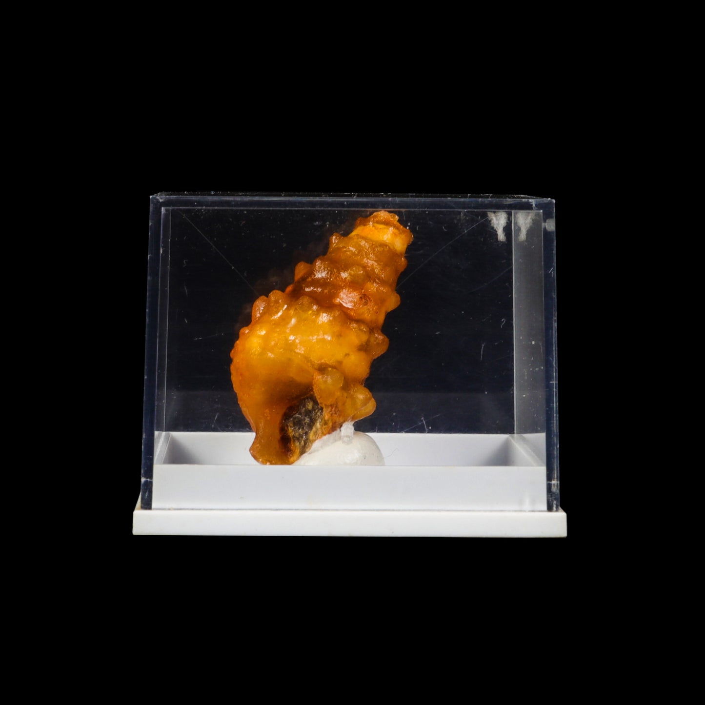 Fossillised Shell Natural Mineral Specimen  G #0289