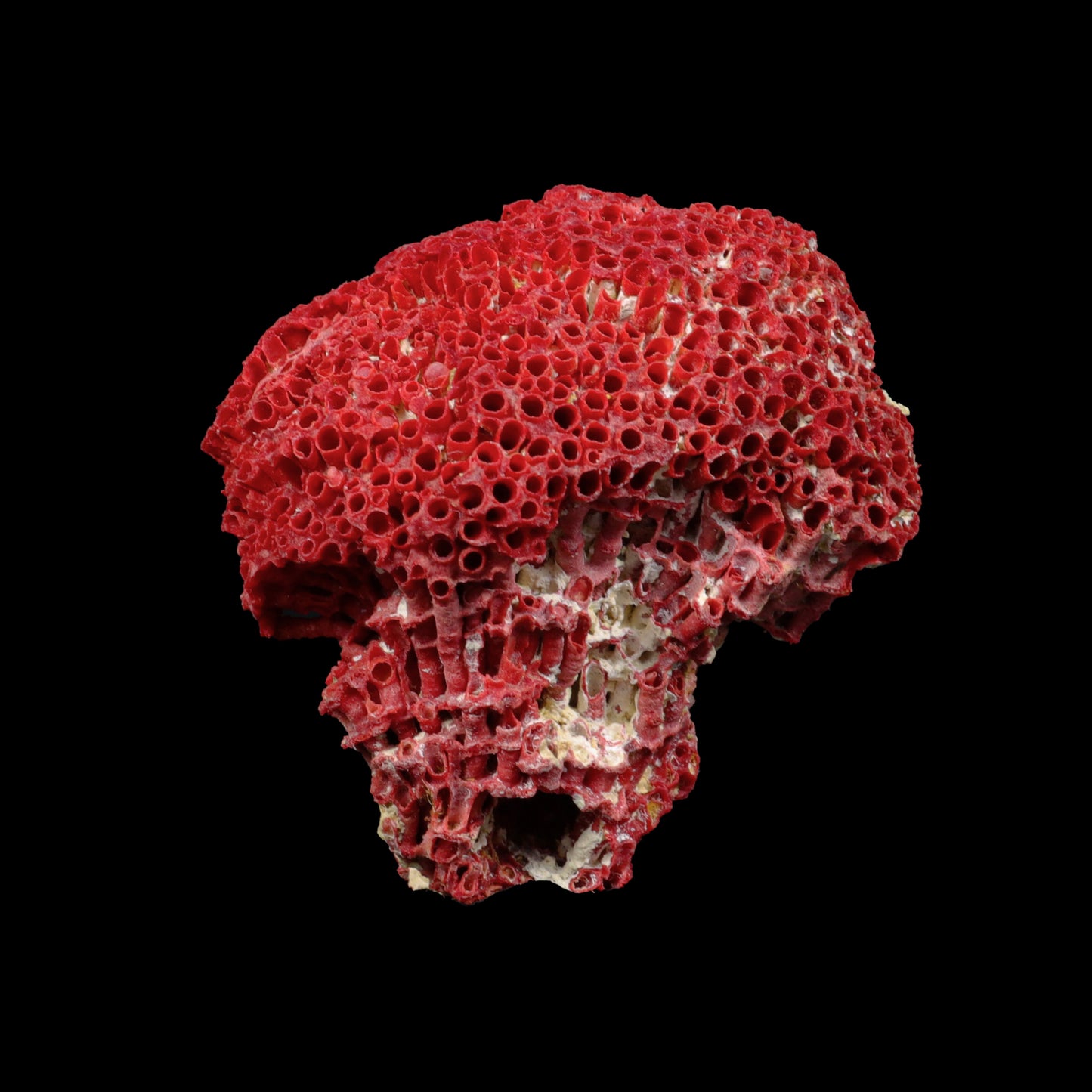 Red Pipe Organ Coral Natural Specimen G #0291