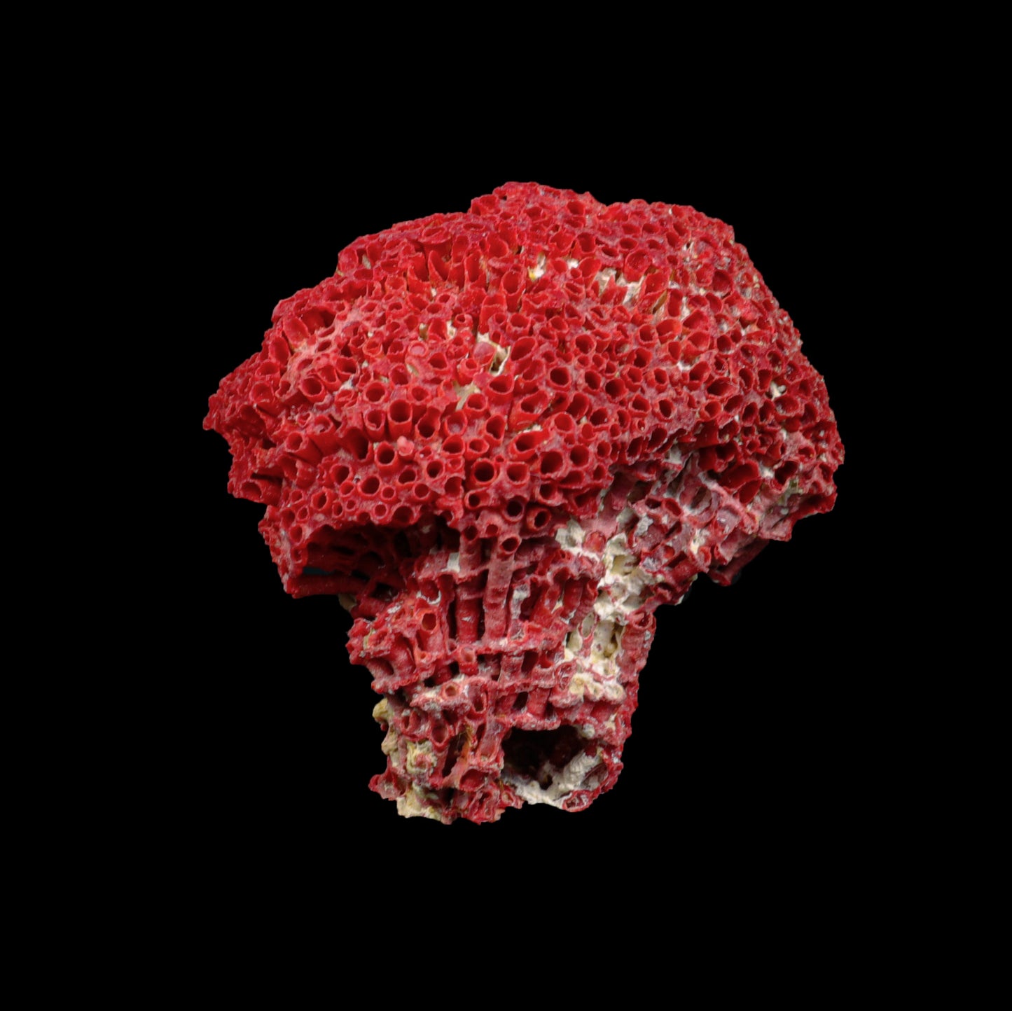 Red Pipe Organ Coral Natural Specimen G #0291