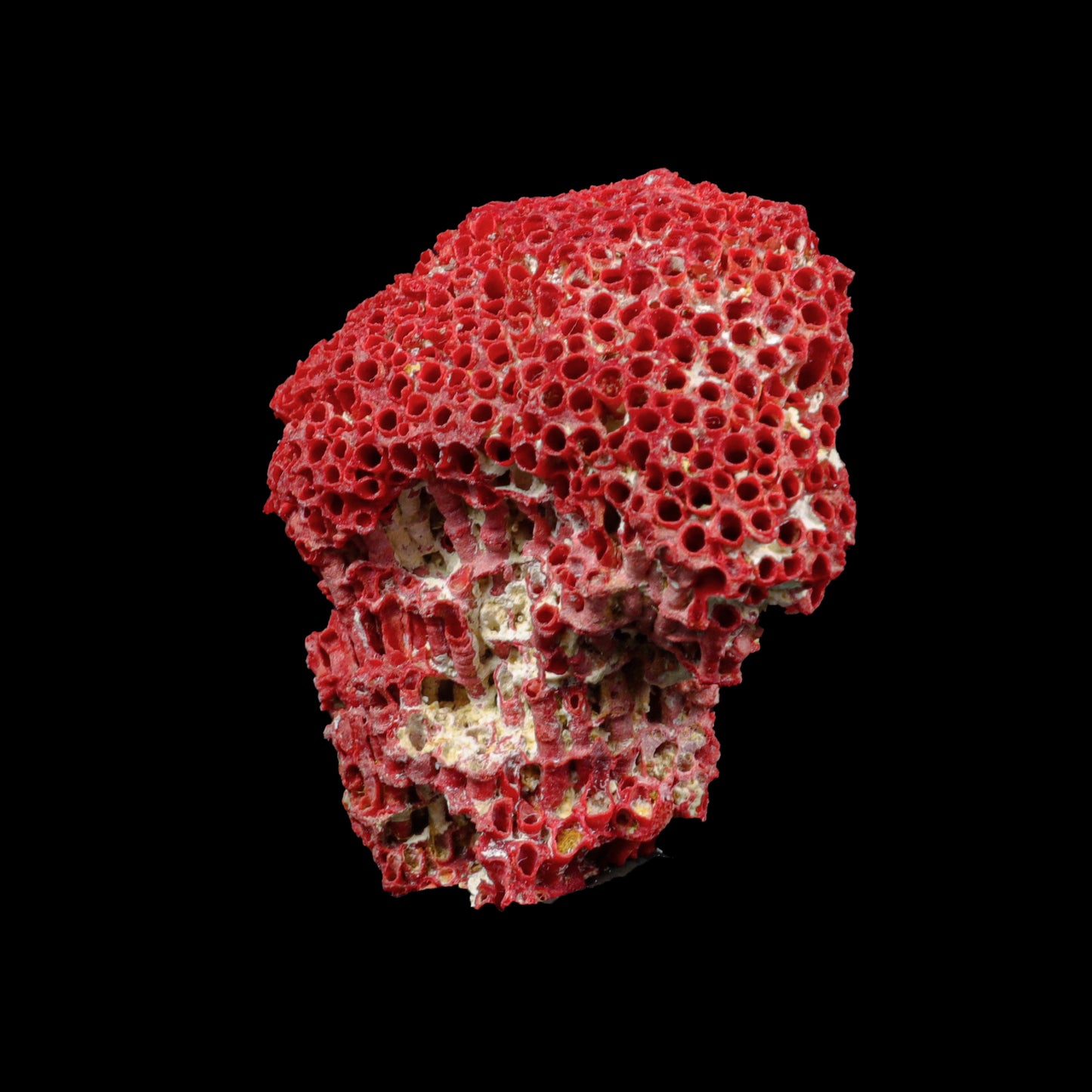 Red Pipe Organ Coral Natural Specimen G #0291