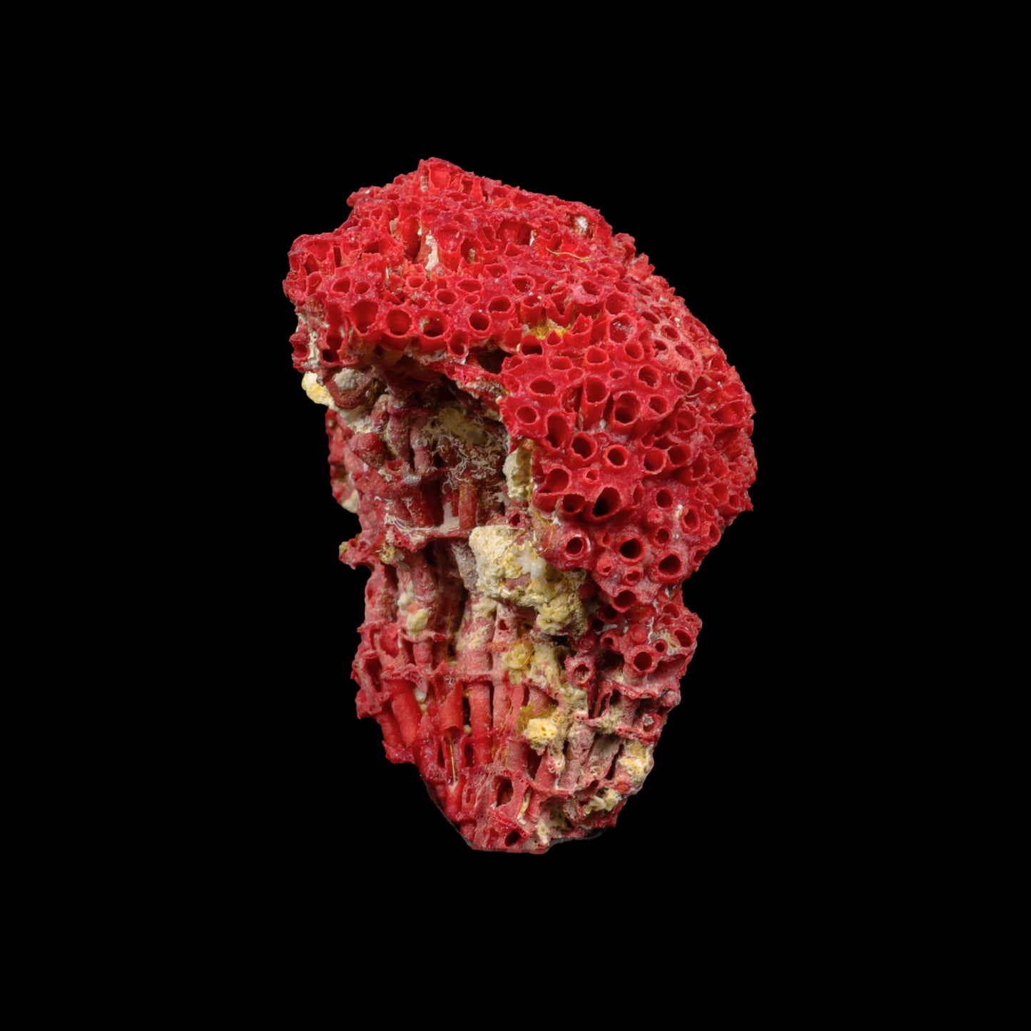 Red Pipe Organ Coral Natural Specimen G #0291