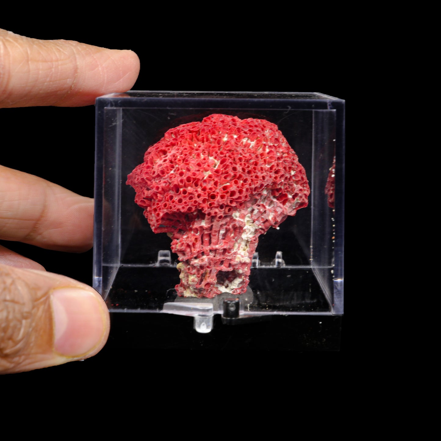 Red Pipe Organ Coral Natural Specimen G #0291