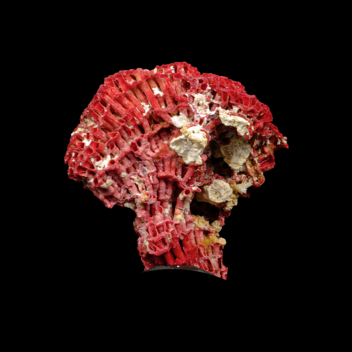 Red Pipe Organ Coral Natural Specimen G #0291