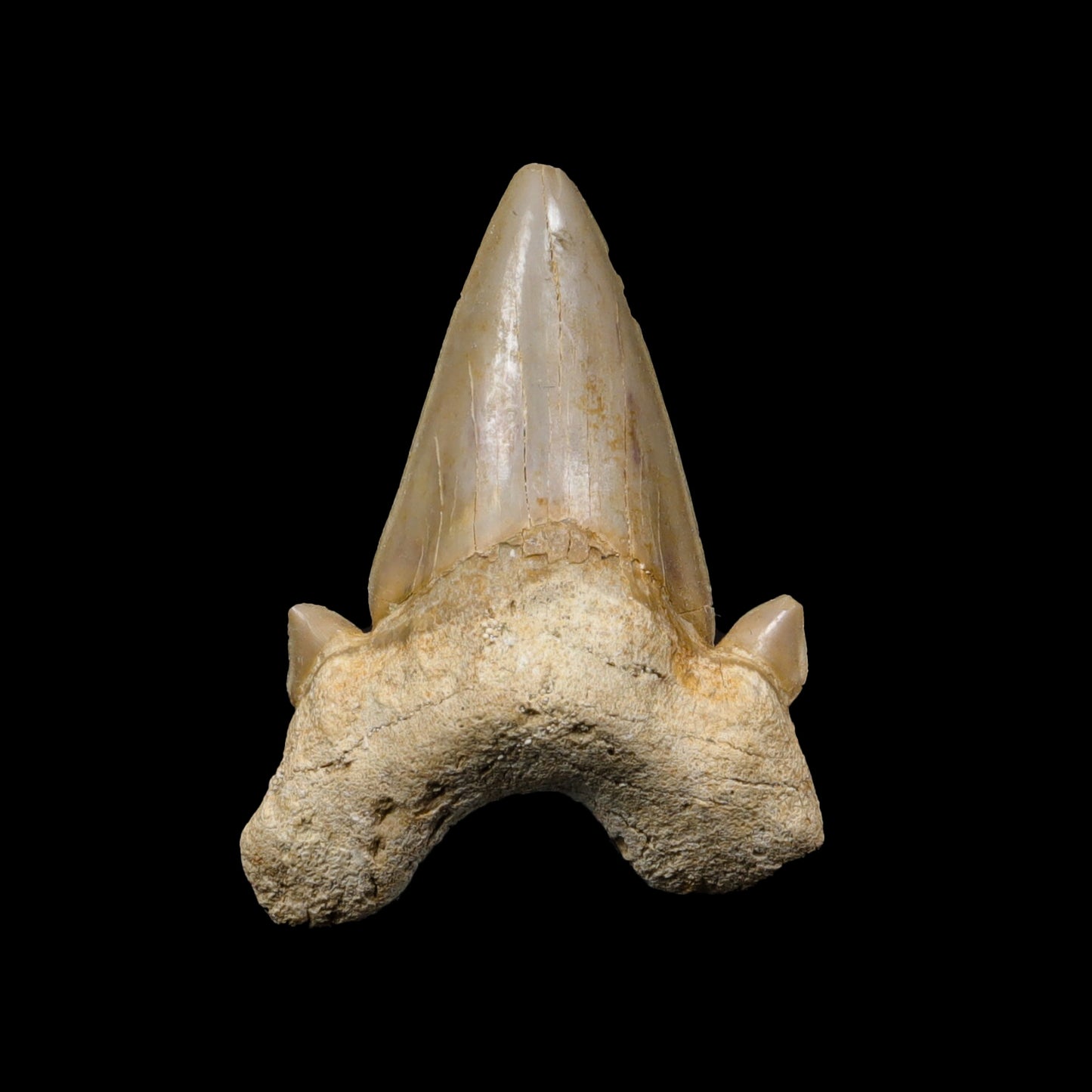 Shark Tooth Fossil  Natural  Specimen G #0304