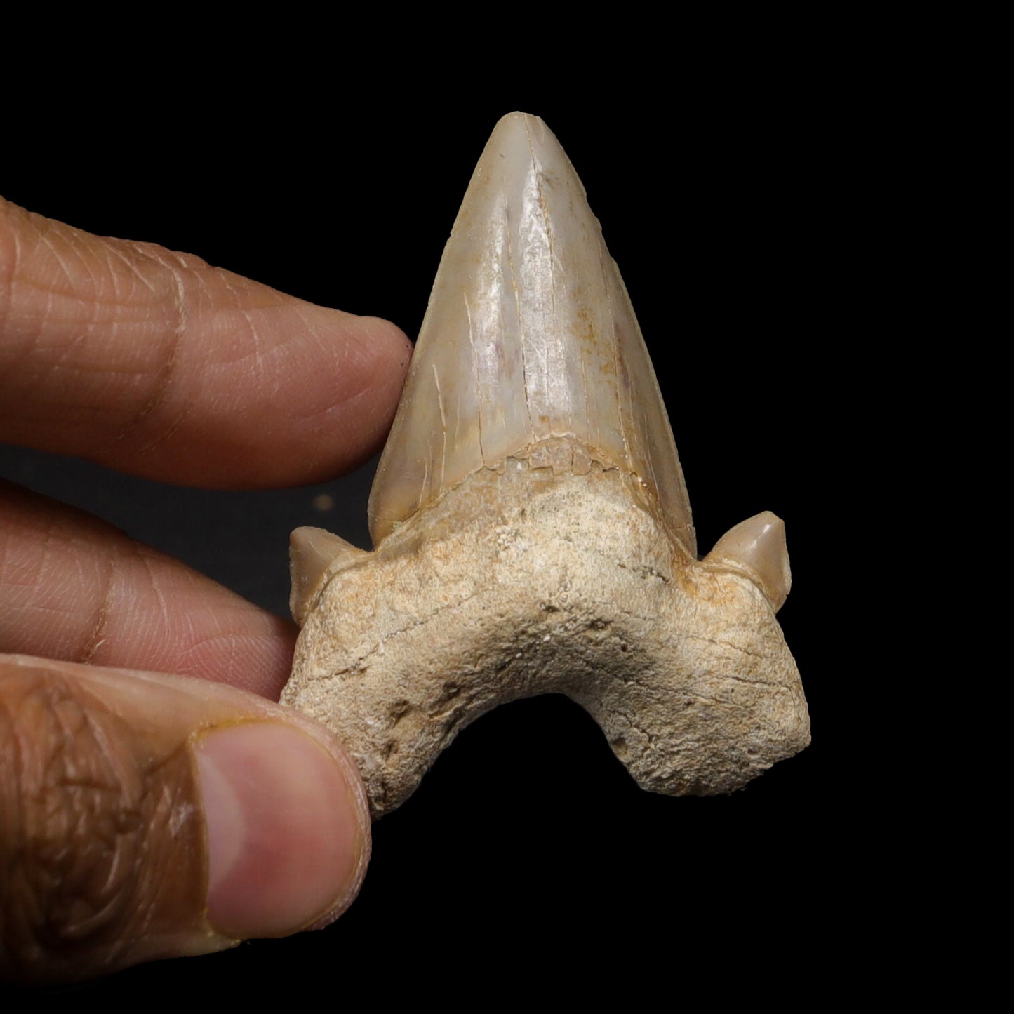 Shark Tooth Fossil  Natural  Specimen G #0304