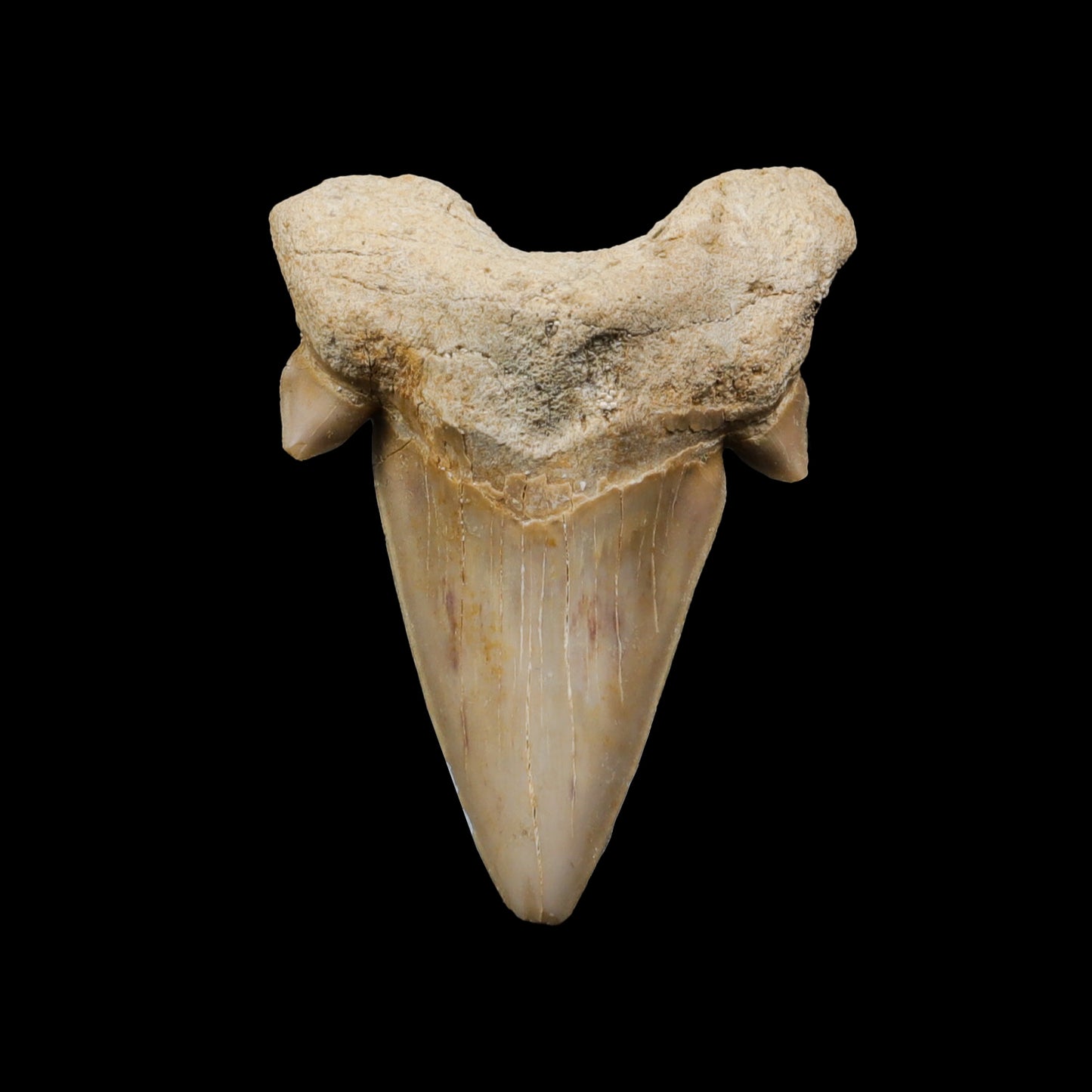 Shark Tooth Fossil  Natural  Specimen G #0304