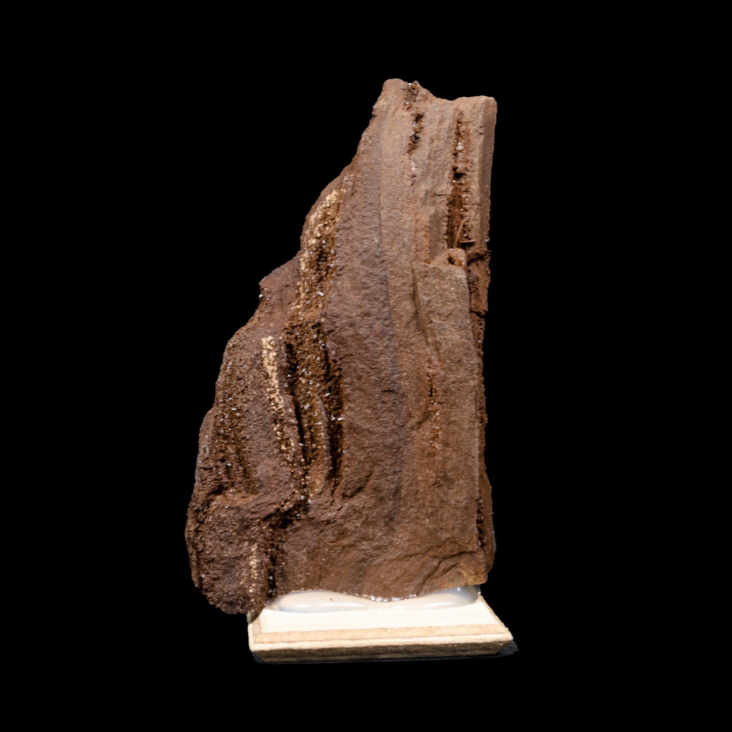 Rare Premineralised Petrified Wood Natural Mineral Specimen G #0306