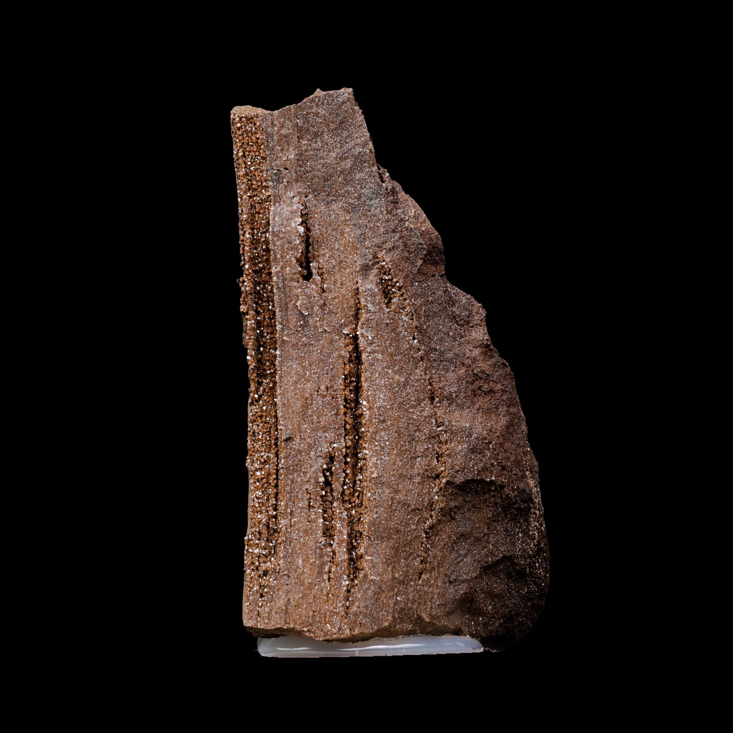 Rare Premineralised Petrified Wood Natural Mineral Specimen G #0306