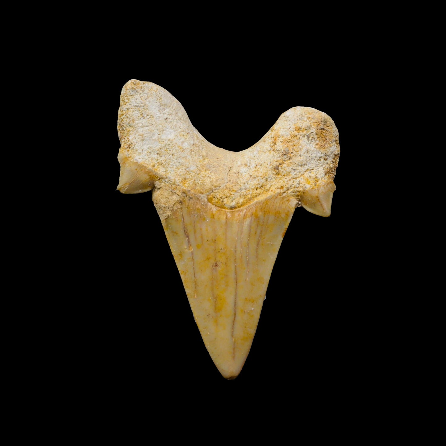 Shark Tooth Fossil  Natural  Specimen G #0320