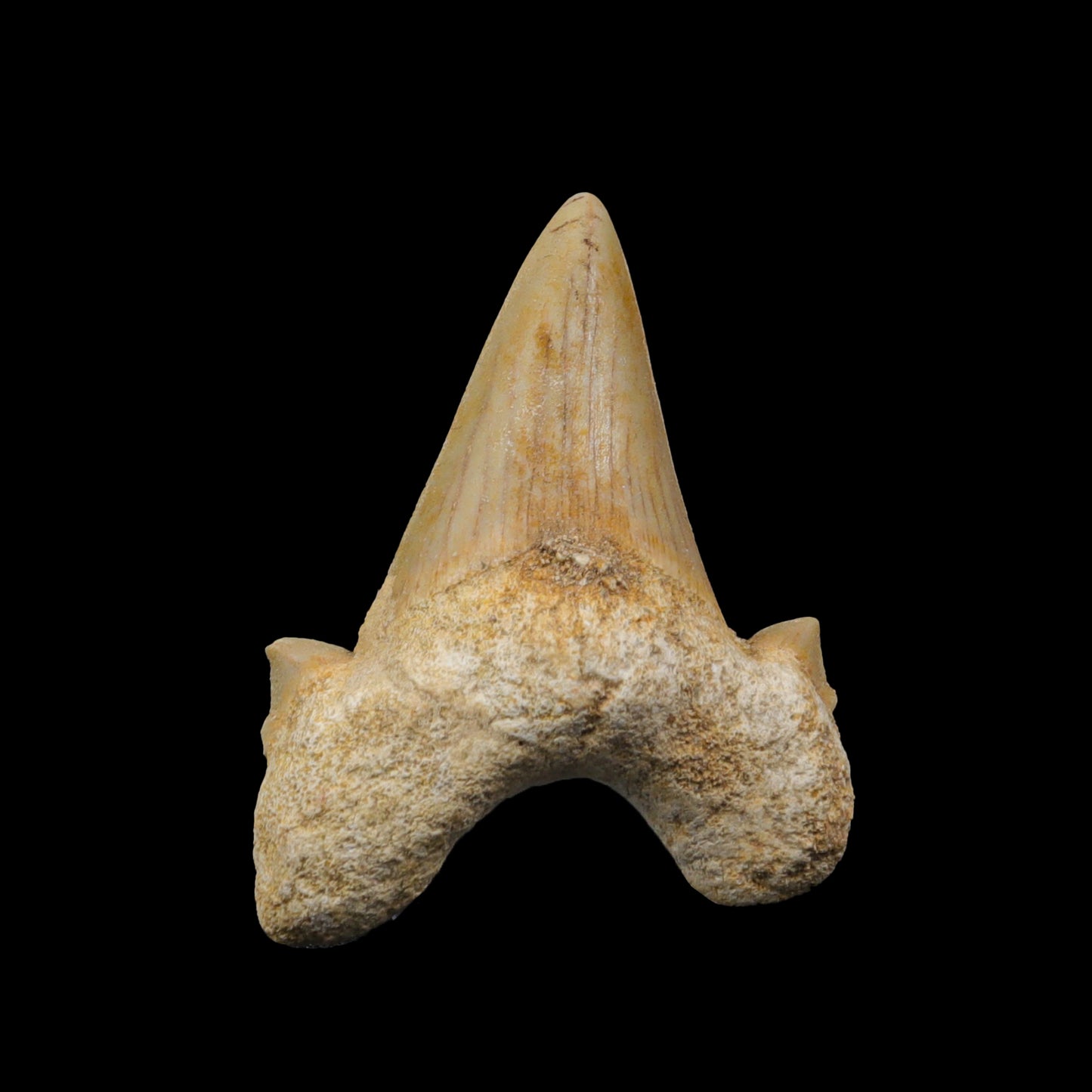 Shark Tooth Fossil  Natural  Specimen G #0320