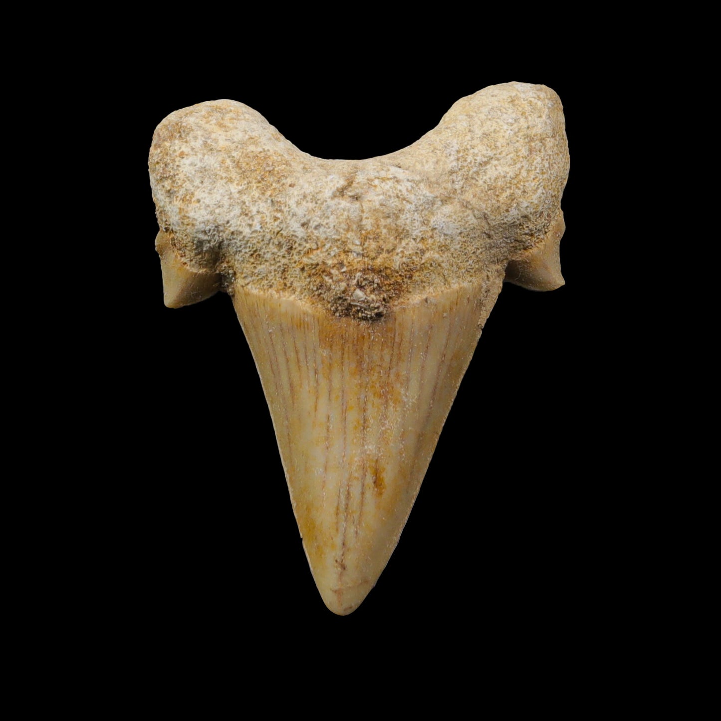 Shark Tooth Fossil  Natural  Specimen G #0320