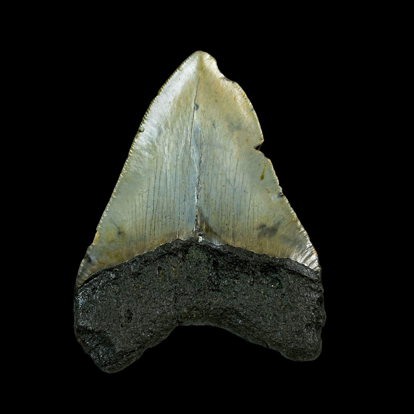 Rare Megalodon Tooth Fossil – BIg Size Natural Specimen G #0330